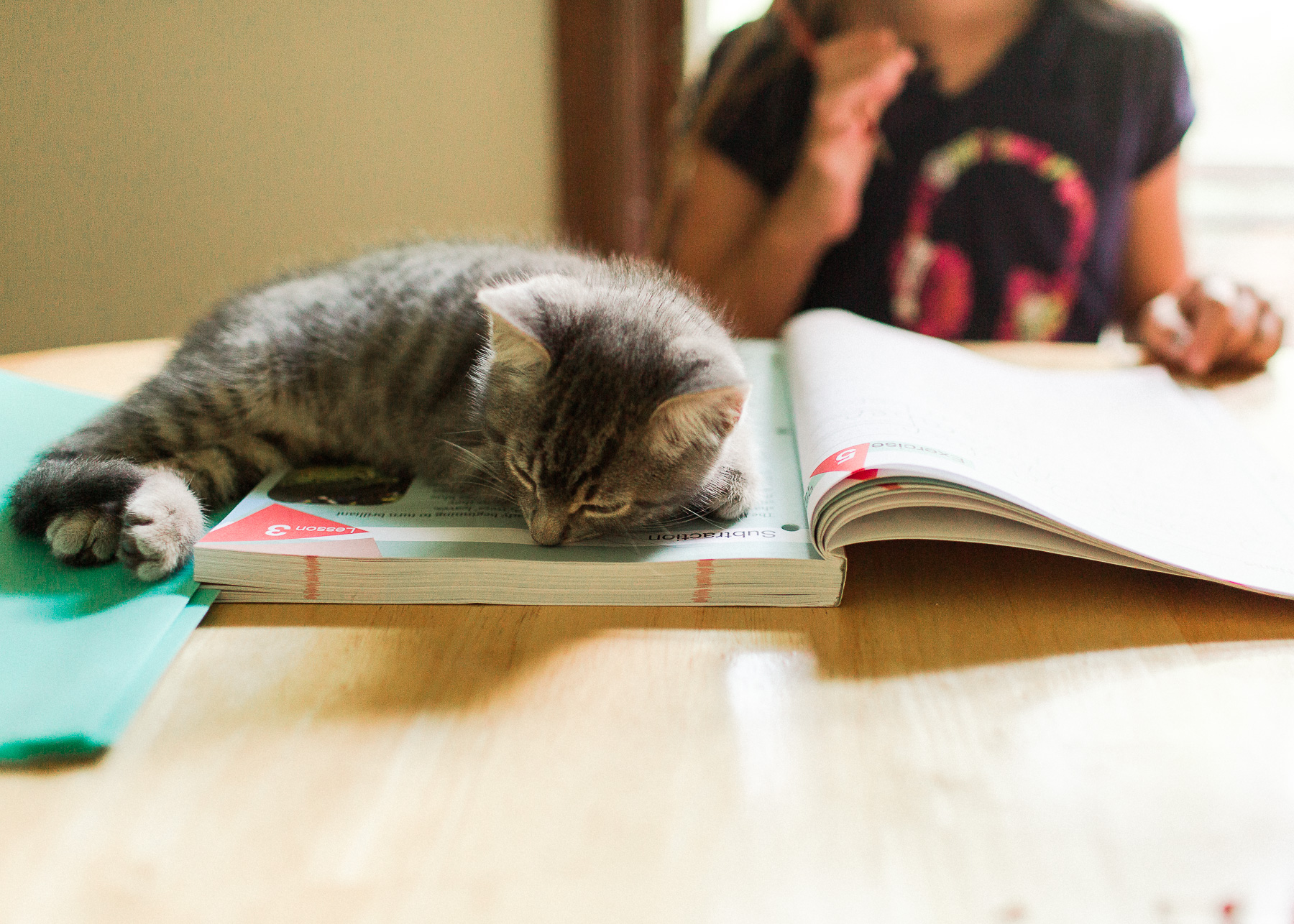 kitten sleeping on workbook